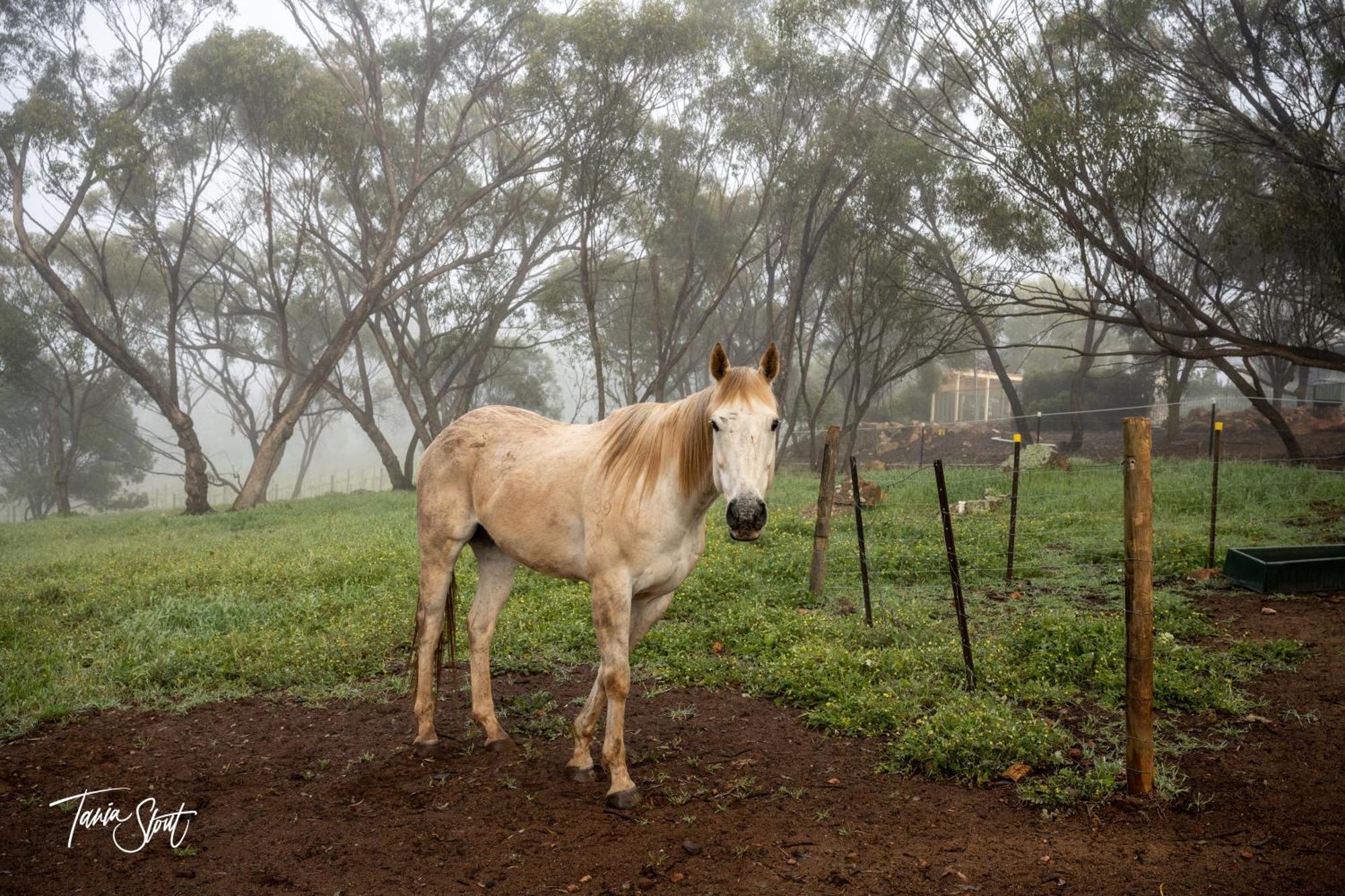 Pecan Hill Bnb Toodyay Kültér fotó